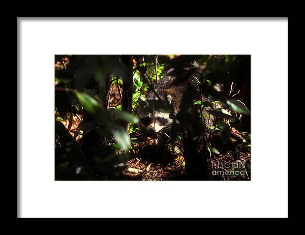 Raccoon Framed Print featuring the photograph Swamp Raccoon by David Lee Thompson