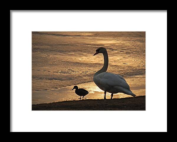 Swan Framed Print featuring the photograph Swan and Baby at Sunset by Richard Bryce and Family
