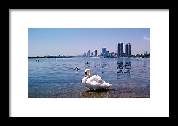 Swan Framed Print featuring the photograph Swan and Cityscape by William Slider