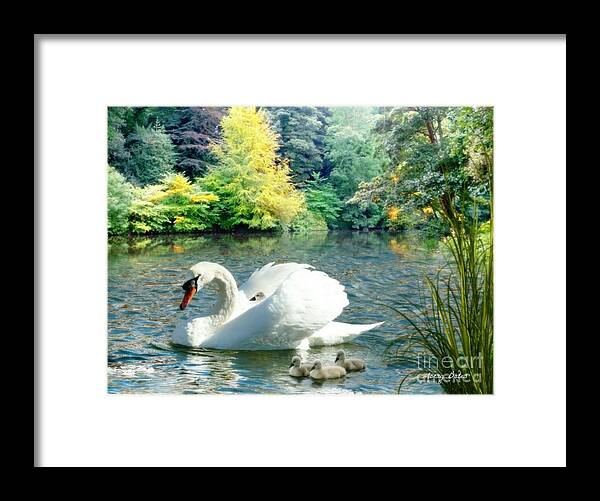 Swan Framed Print featuring the pyrography Swan and Cygnets by Morag Bates