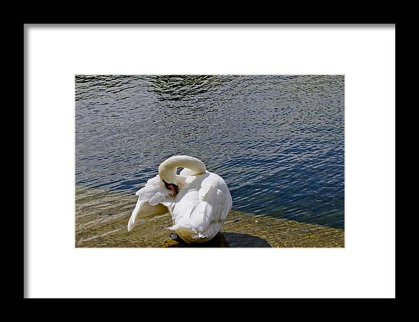 British Birds Framed Print featuring the photograph Swan business. Two. by Elena Perelman
