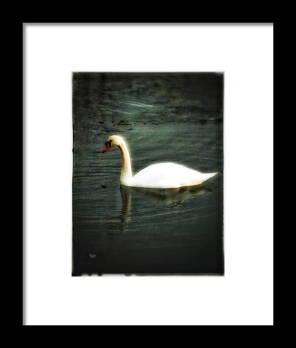 Swan Framed Print featuring the photograph Swan by Christine Paris