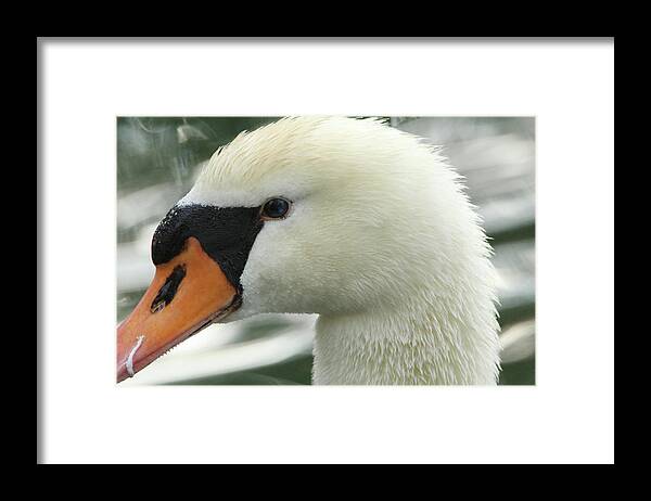 Swan Framed Print featuring the photograph Swan Close-up by David Stasiak