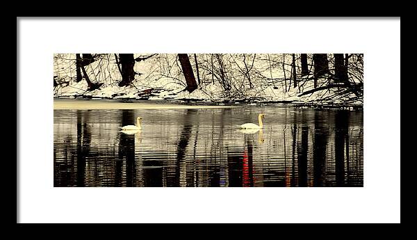 Akeview Framed Print featuring the digital art Swan Family by Aron Chervin