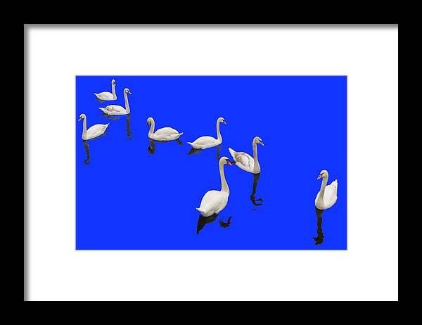 Background Blue Framed Print featuring the photograph Swan Family On Blue by Constantine Gregory