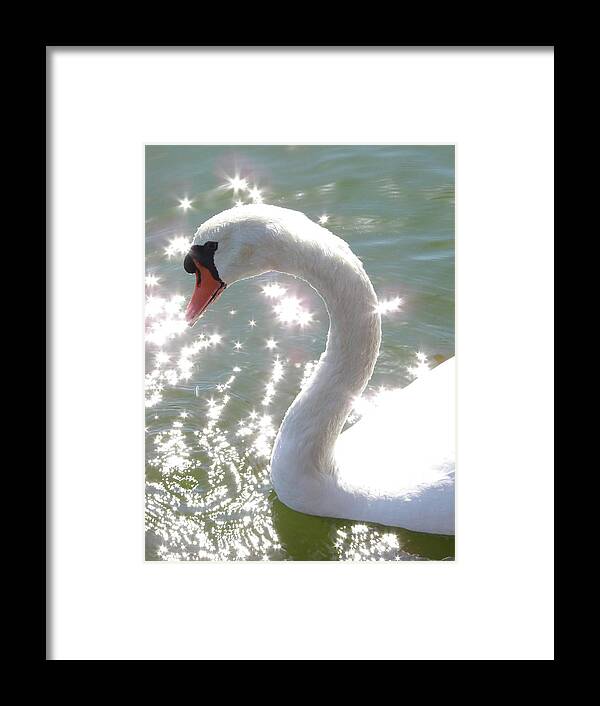 Swan Framed Print featuring the photograph Swan II by Mark Holbrook