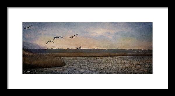 Swan Lake Framed Print featuring the photograph Swan Lake by Diane Giurco