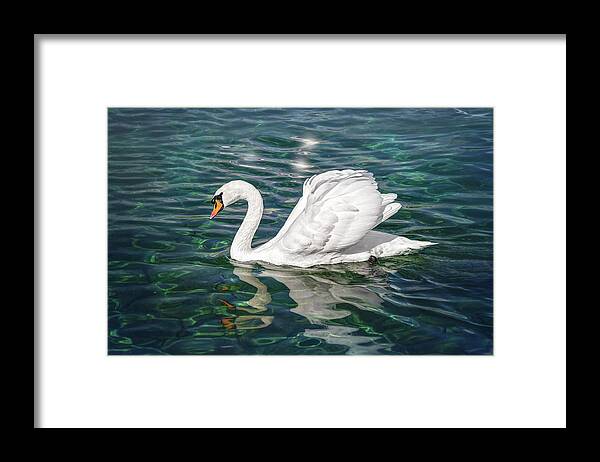 Swan Framed Print featuring the photograph Swan on Lake Geneva Switzerland by Carol Japp