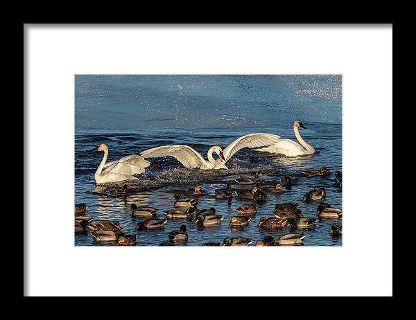 Swans Framed Print featuring the photograph Swan Wings Reach by Patti Deters