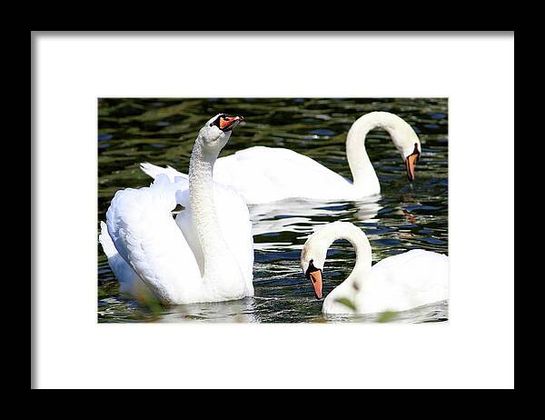 Swans Framed Print featuring the photograph Swans III by Carol Montoya