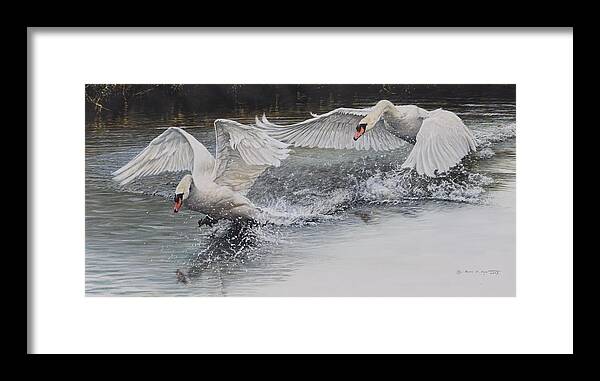 Wildlife Paintings Framed Print featuring the painting Swans in Dispute by Alan M Hunt