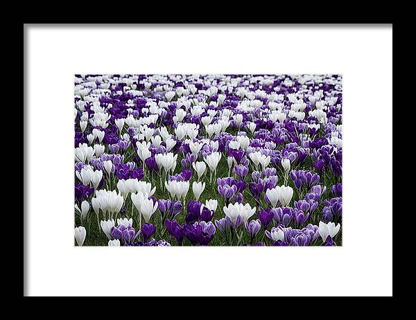 Purple Framed Print featuring the photograph Swathes of Crocuses by Shirley Mitchell