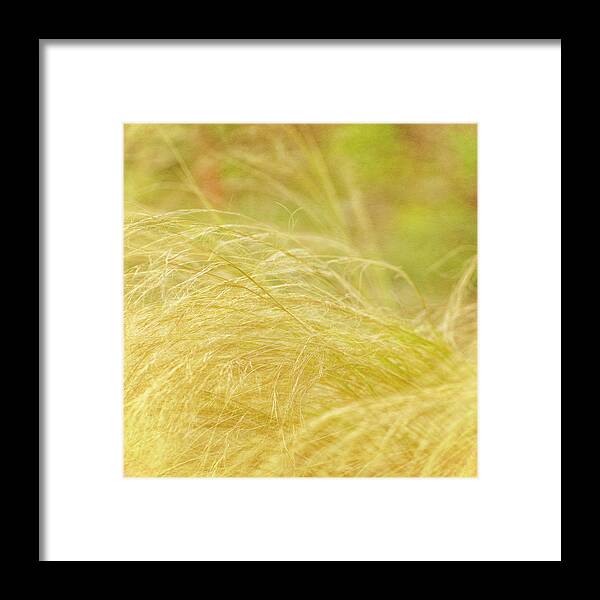 Grass Framed Print featuring the photograph Swaying by Diane Fifield