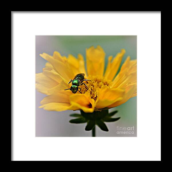 Bee Framed Print featuring the photograph Sweat Bee by Dani McEvoy
