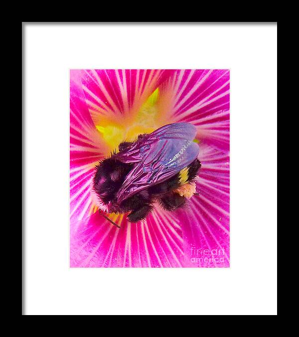 Macro Bumble Bee Framed Print featuring the photograph Sweet Bee by JoAnn SkyWatcher