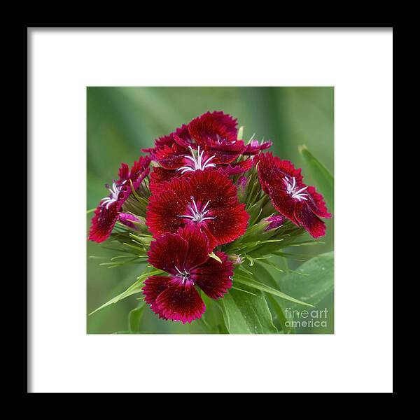 Flowers Framed Print featuring the photograph Sweet Blooms by Lili Feinstein