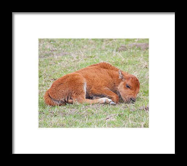 Bison Framed Print featuring the photograph Sweet Dreams by Katie LaSalle-Lowery