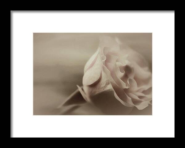 Gorgeous Rose Art Framed Print featuring the photograph Sweet Eternally by The Art Of Marilyn Ridoutt-Greene