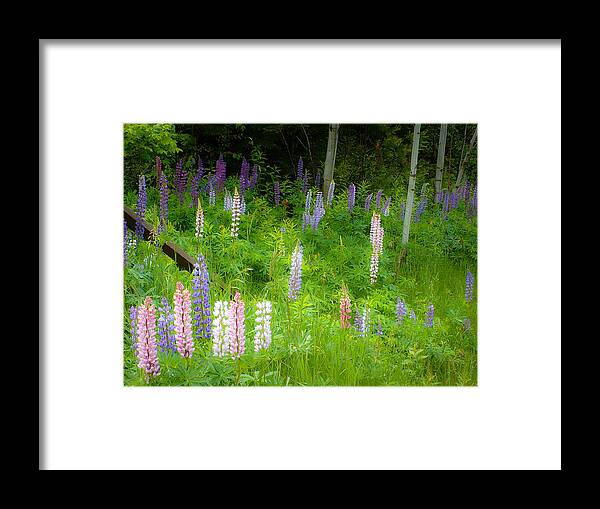 Adirondacks Framed Print featuring the photograph Sweet Flowers of Summer by Lynn Wohlers