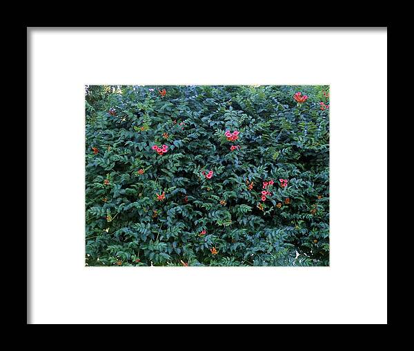 Trumpet Vine Framed Print featuring the photograph Sweet Trumpet Vine. by James Lafnear