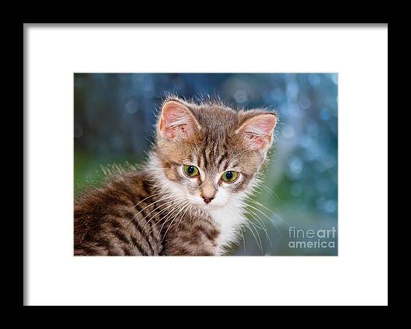 Animal Framed Print featuring the photograph Sweet Kitten by Teresa Zieba