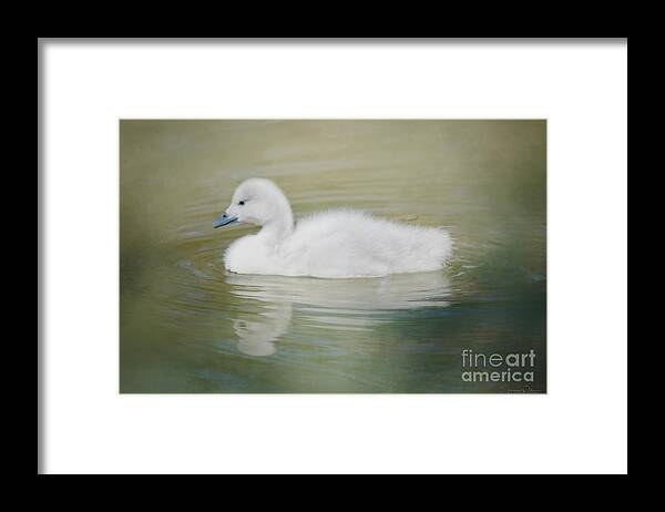 Adorable Framed Print featuring the photograph Sweet Little Gosling by Teresa Wilson