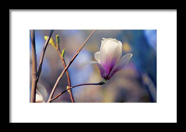 Magnolia Framed Print featuring the photograph Sweet Magnolia by John Rivera