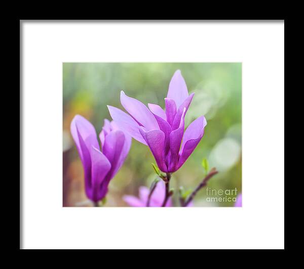 Magnolia Framed Print featuring the photograph Sweet Magnolia by Kerri Farley