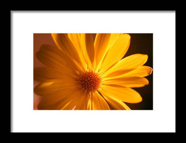 Flower Framed Print featuring the photograph Sweet One by Julie Lueders 
