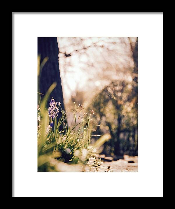 Spring Framed Print featuring the photograph Sweet Spring by Rachel Morrison