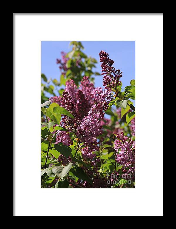 Lilacs Framed Print featuring the photograph Sweet Springtime Lilacs by Carol Groenen