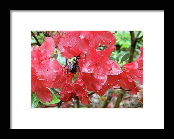 Red Azalea Framed Print featuring the photograph Sweet To Be An Azalea Tree by Kristin Aquariann