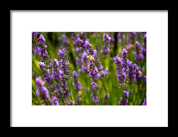 Landscape Framed Print featuring the photograph Sweet Treat by Rosemary Legge