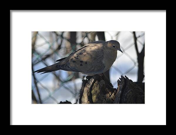 Mourning Dove Framed Print featuring the photograph Sweetness by Cheryl Charette
