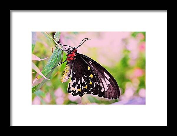 Butterfly Framed Print featuring the photograph Sweetness On the Wing by Kicking Bear Productions