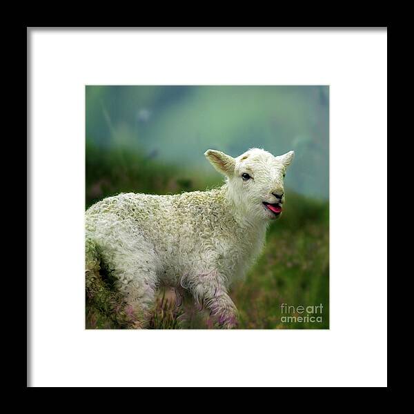 Lamb Framed Print featuring the photograph Swet Little Lamb by Ang El