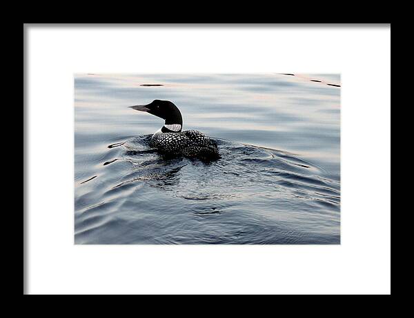 Nature Framed Print featuring the photograph Swimming away by Robert Morin