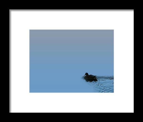 Mallard Framed Print featuring the photograph Swimming Duck by Attila Meszlenyi