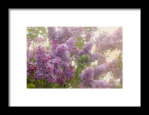 Lilacs Framed Print featuring the photograph Swimming in a sea of lilacs by Cindy Garber Iverson