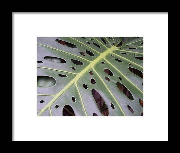 Swiss Cheese Plant Framed Print featuring the photograph Swiss Cheese Plant by Michelle Miron-Rebbe