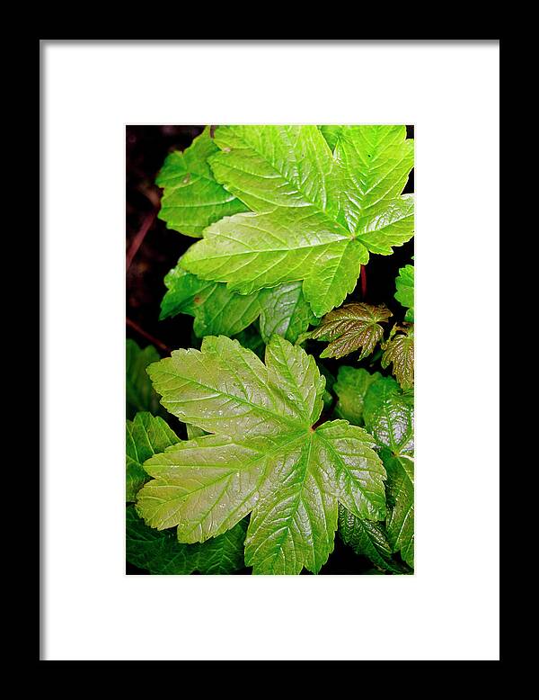 Sap Framed Print featuring the photograph Sycamore leaves in a vertical layout. by Elena Perelman