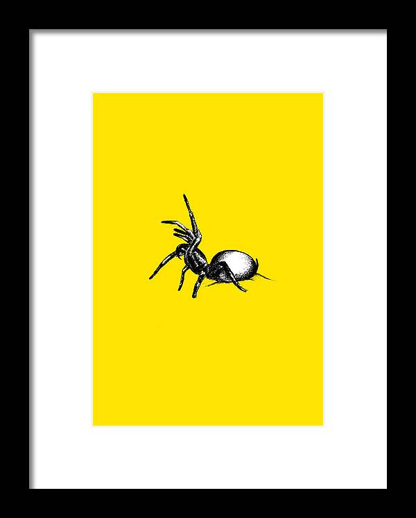 Spider Framed Print featuring the drawing Sydney Funnel Web by Nicholas Ely