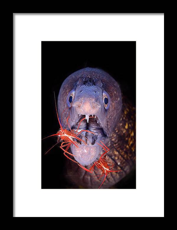 Moray Framed Print featuring the photograph Symbiosis by Sergi Garcia