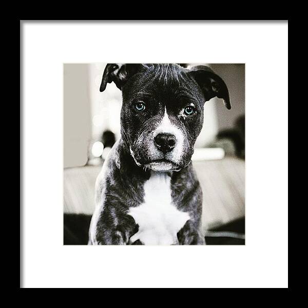 Sun Framed Print featuring the photograph Dog Blue Eyes by Andy Bucaille