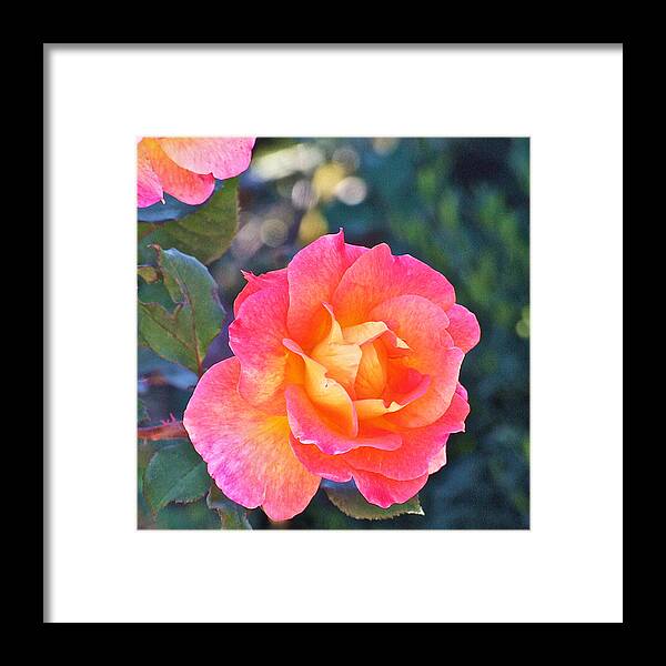 Rose Framed Print featuring the photograph Tahitian Sunset Rose 4 by Janis Senungetuk