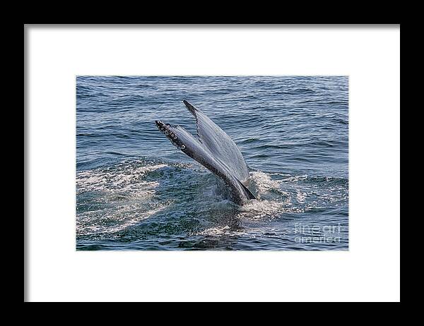 Animal Framed Print featuring the photograph Tail fin of a big whale by Patricia Hofmeester