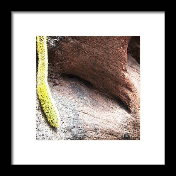 Cactus Framed Print featuring the photograph Tail of the Cactus by Robert Knight
