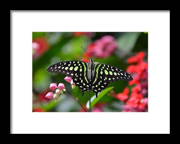Tailed Jay Framed Print featuring the photograph Tailed Jay4 by Ronda Ryan