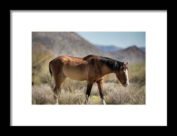 Wild Horse Framed Print featuring the photograph Take A Walk on the Wildside by Saija Lehtonen