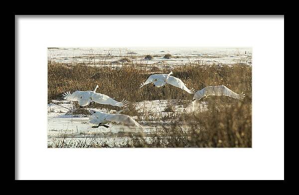 Trumpeter Swans Framed Print featuring the photograph Take Off by Holly Ross